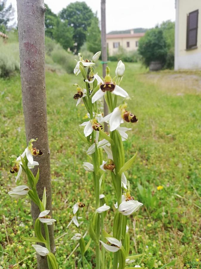 Valle Del Poggio Nocera Umbra Exteriör bild